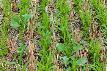 A closeup of sudangrass and radish cover crops growing in wheat stubble.