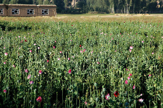 Dowlat Yar, Ghor Province in Afghanistan. Poppy fields near the town of Dowlatyar in Central Afghanistan. Close up view of the poppies with pink flowers, and a building and trees behind.