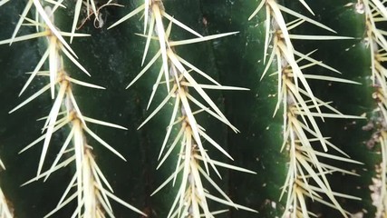 Close up of Echinocactus grusonii, also known as the golden barrel cactus, golden ball or mother-in-law's cushion.