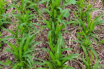 Closeup of sudangrass and tillage radish cover crops and stalk cover.