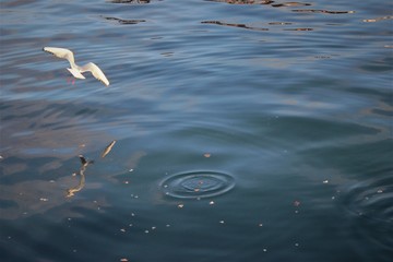 reflection in water