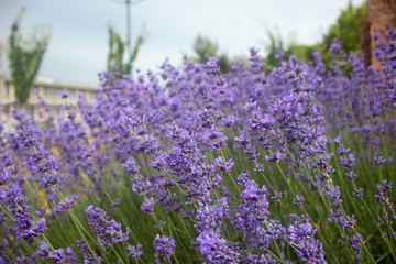 Obraz premium lavender field in provence france