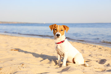 Funny looking jack russell terrier puppy at the sandy beach with soft sunset light. Adorable four months old doggy with curious eyes over ocean view background. Portrait, close up, copy space.