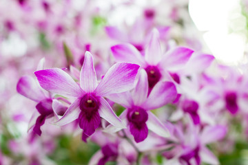 Close up, Pink and white orchid flowers in the winter or spring, tropical garden days. Concept agricultural concept.