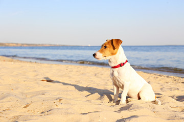 Funny looking jack russell terrier puppy at the sandy beach with soft sunset light. Adorable four months old doggy with curious eyes over ocean view background. Portrait, close up, copy space.
