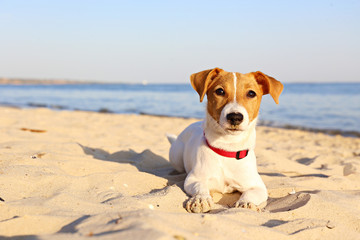 Funny looking jack russell terrier puppy at the sandy beach with soft sunset light. Adorable four...