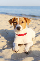 Fototapeta na wymiar Funny looking jack russell terrier puppy at the sandy beach with soft sunset light. Adorable four months old doggy with curious eyes over ocean view background. Portrait, close up, copy space.