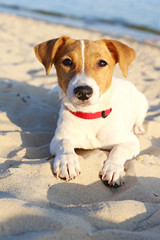 Funny looking jack russell terrier puppy at the sandy beach with soft sunset light. Adorable four months old doggy with curious eyes over ocean view background. Portrait, close up, copy space.