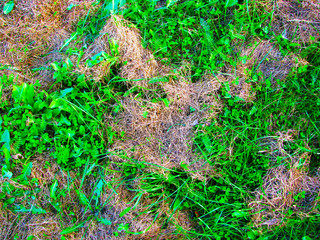Green grass and dry grass on the ground