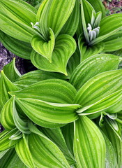 green leaves background