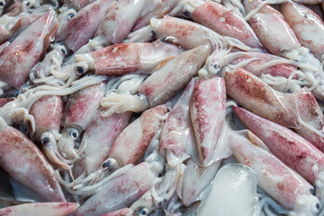 Splendid Squid (Loligo duvauceli), fresh seafood market in Thailand,seafood background