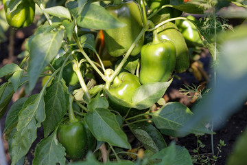 Sweet pepper plant. Closeup small green bell peppers growing on a plant outdoors in a garden.