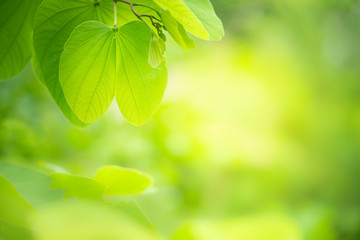 Closeup view of green leaf with beauty bokeh under sunlight.