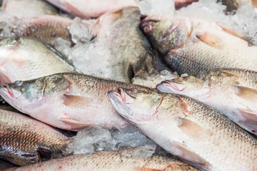 raw barramundi fish on ice in Thailand market ,seafood background ,seafood market.