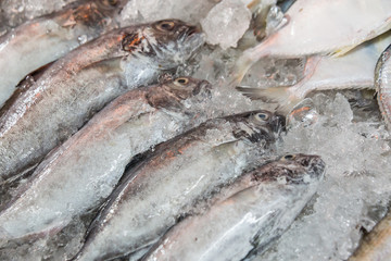 raw barramundi fish on ice in Thailand market ,seafood background ,seafood market.