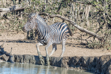 Startled burchells zebra, Equus quagga burchellii, jumping