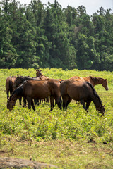 Horse Images, Stock Photos & Vectors