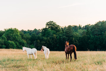 Brown and white horses on a meadow in the morning 