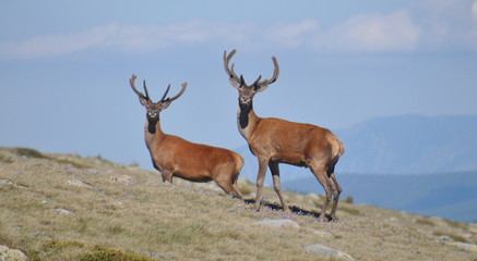 red deer in the mountains