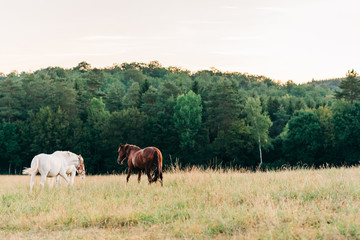 Fototapeta na wymiar White and brown horse on a meadow