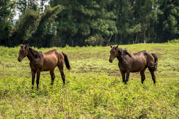 Horse Images, Stock Photos & Vectors