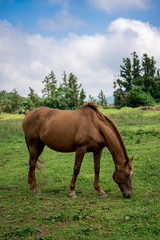 Horse Images, Stock Photos & Vectors