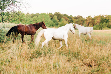 Fototapeta premium Brown and white horses on a meadow in the morning 