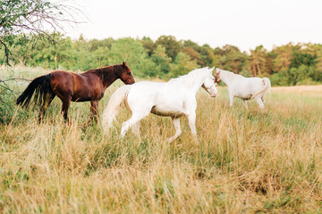 Brown and white horses on a meadow in the morning 