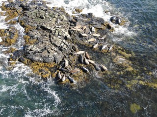 Obraz premium Wild Seals