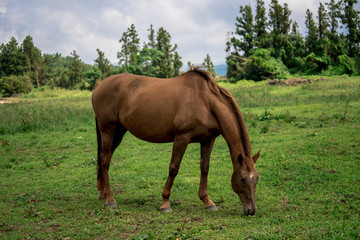 Horse Images, Stock Photos & Vectors