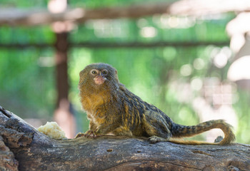 Titi monkey on a branch 
