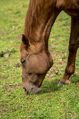 Fototapeta premium Horse Images, Stock Photos & Vectors