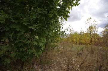 morning in the forest