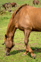 Horse Images, Stock Photos & Vectors