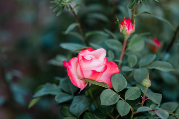 Roses in my moms garden