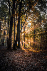 Fototapeta premium autumn sunrise in the forest