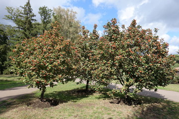 Fototapeta na wymiar 3 trees of Sorbus aria with berries in September