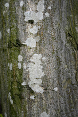 tree bark