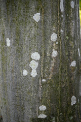 bark of a tree