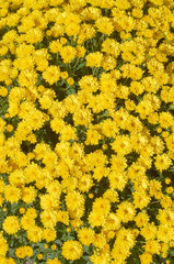 chrysanthemums many small bright colors carpet background