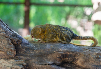 Titi monkey eating on a branch 