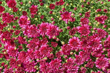 chrysanthemums many small bright colors carpet background