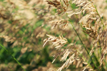 Common Reed field wild grass movement under the wind in sunset sunlight meadow.