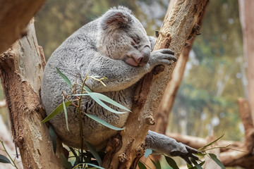 Koala, Phascolarctos cinereus, koala bear is sleeping on the tree. Natural landscape. Interior photo © Natalia