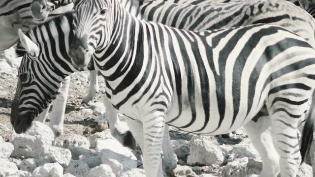 cute zebras. Africa, Namibia. Etosha National Park.