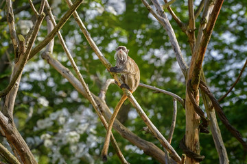 Emperor tamarin, Saguinus imperator, a New World monkey with grey fur and yellowish speckles on its chest is on the branch