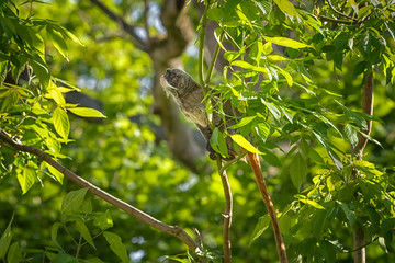 Emperor tamarin, Saguinus imperator, a New World monkey with grey fur and yellowish speckles on its chest is on the branch. Wildlife animals