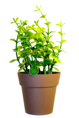 The small ptree inside brown pot.