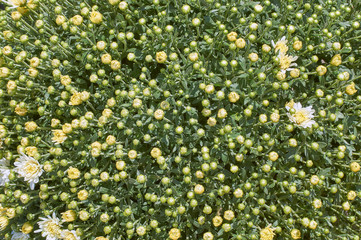 chrysanthemums many small bright colors carpet background