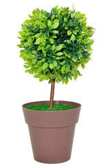 The small ptree inside brown pot.